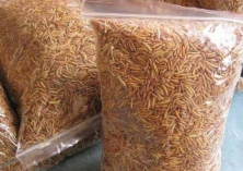 蝇蛆饲养的成本