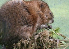 麝鼠的药用与经济价值