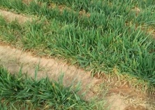 冬春小麦死苗的原因及对策