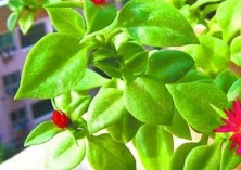 田七和三七是同一个药材吗