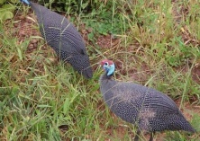 珍珠鸡的营养价值与功效