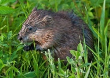 麝鼠的饲料卫生防治