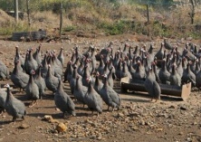珍珠鸡的经济价值和人工授精技术