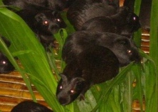 黑豚养殖技术要点