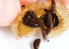 蚂蟥采收与加工