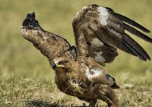 猫头鹰受伤“迫降”垃圾堆