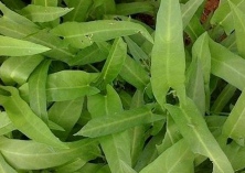 空心菜种植要点
