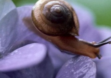 饲养管理蜗牛的基本知识