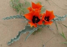 依米花的民间传说