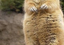 海狸鼠养殖注意事项