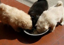 如何提高鹧鸪育雏成活率