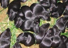 天柱县渡马乡引进黑豚试养成功 天柱县渡马乡引进黑豚试养成功