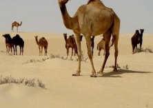 骆驼对高温的适应能力