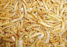 盆养黄粉虫技术介绍