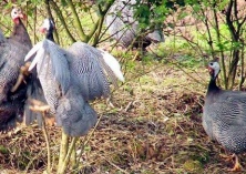 珍珠鸡的经济价值