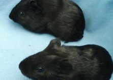 黑豚养殖的多汁饲料 黑豚养殖的多汁饲料