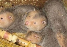 竹鼠毛皮收购等级标准