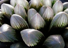 冰灯玉露北方种植配土方法
