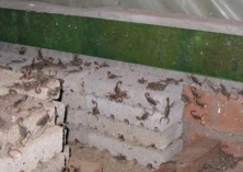 养蝎子夏季如何管理