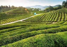 海南省将规划茶叶生产优势区