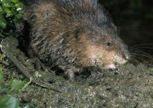 秋冬麝鼠饲管要点