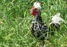 贵妃鸡养殖之雏鸡舍通风技术