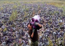 紫甘蓝种植培育壮苗技术