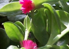 田七可以直接吃吗