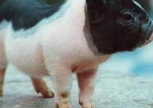 养野鸡三个月挣两万