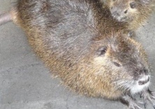 海狸鼠养殖的毛色类型