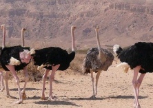 雏鸵鸟的饲养管理