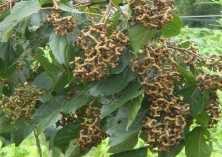 拐枣种植霉斑病的防治