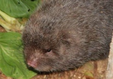 教您抓到野生竹鼠