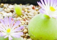 多肉灯泡的播种期