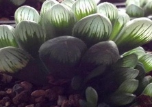 冰灯玉露锈病的防治