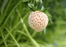 菠萝莓种植之轮斑病防治