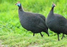 荷叶珍珠鸡 荷叶珍珠鸡