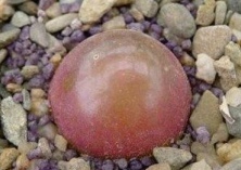 “海淘”多肉灯泡大多违规