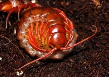 蜈蚣的气管呼吸系统