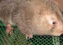 保亭农户另辟蹊径:养殖小竹鼠