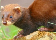 水貂营养缺乏症的防治