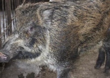 野猪养殖技术种草养野猪的经济价值