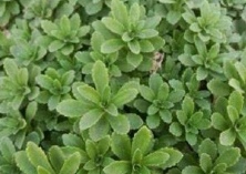 田七花有什么作用