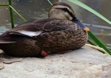 绿头野鸭蛋白质的需求