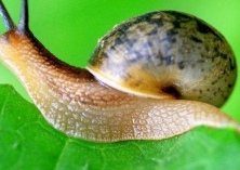 蜗牛是益虫还是害虫 蜗牛是益虫还是害虫