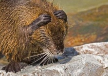 海狸鼠的功效和作用