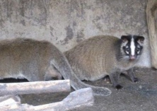 果子狸养殖冬休期的饲养管理