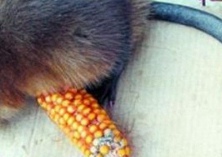 麝鼠皮冒充水貂皮