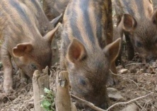 野猪疾病防治（野猪养殖之野猪红皮病的防治）