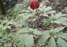 田七圆斑病该如何做好防治